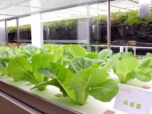 植物照明市場將進入增長期 四個關鍵點需注意